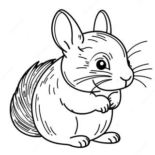 Pagina da Colorare del Chinchilla | pagina da colorare Cincillà