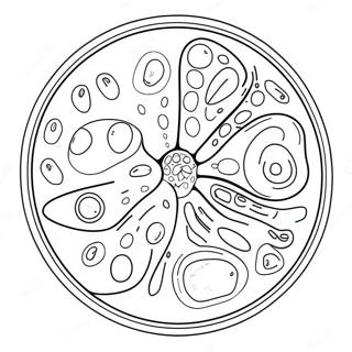 Pagina da Colorare della Cella Vegetale con Organelli Colorati | pagina da colorare Cellula