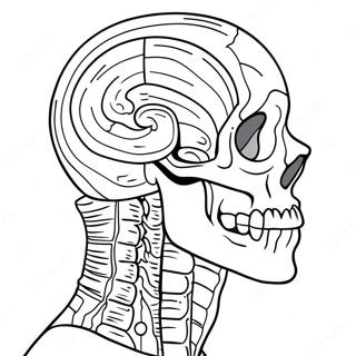 Anatomia Pagine da Colorare